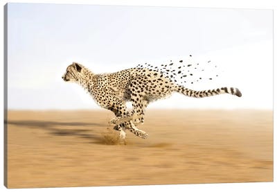 Beyond Limits Canvas Art Print - Cheetah Art