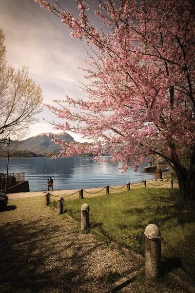 Sakura On Lake Como by Enzo Romano acrylic art print