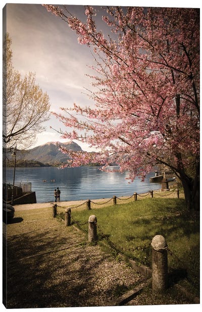 Sakura On Lake Como Canvas Art Print - Enzo Romano