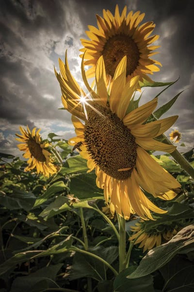 Enzo Romano: Girasoli by Enzo Romano