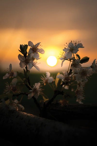 Enzo Romano: Sunset by Enzo Romano