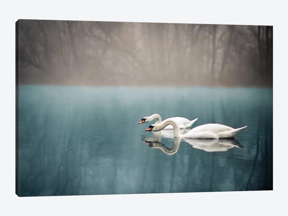 Swan's River by Enzo Romano 1-piece Canvas Print