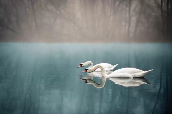 Calm: Swan's River by Enzo Romano