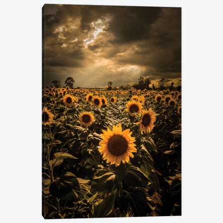 Sunflowers Canvas Print #ENZ68} by Enzo Romano Canvas Art