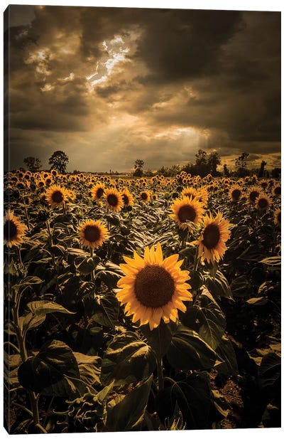 Sunflowers Canvas Art Print - Hyperreal Landscape Photography