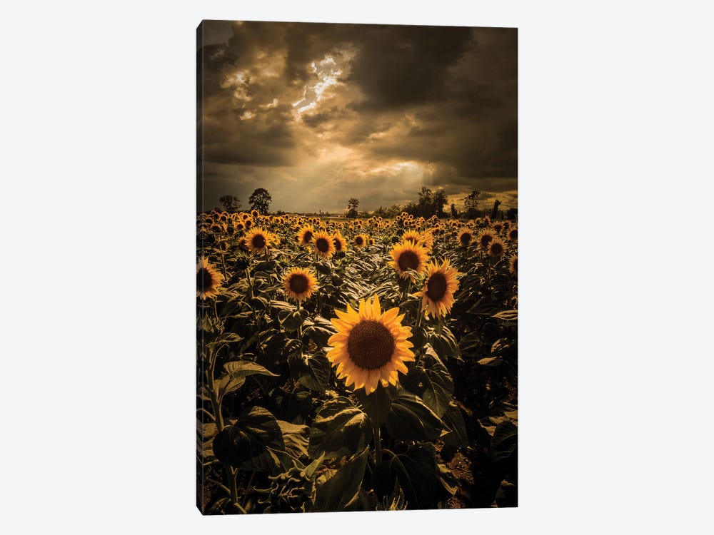 Sunflowers by Enzo Romano 1-piece Canvas Artwork