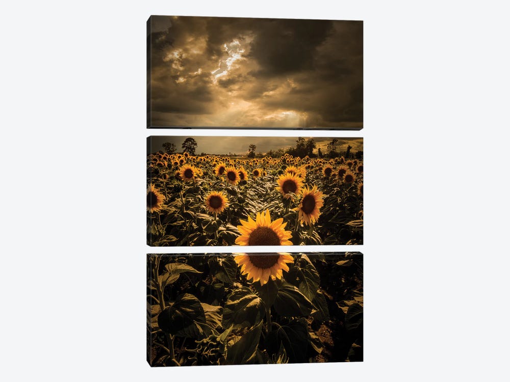 Sunflowers by Enzo Romano 3-piece Canvas Wall Art
