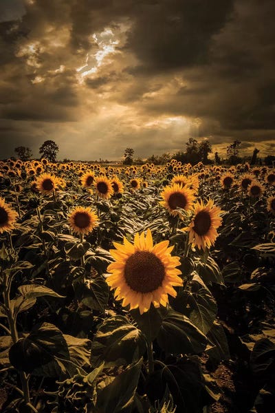 Hyperreal Landscape Photography: Sunflowers by Enzo Romano