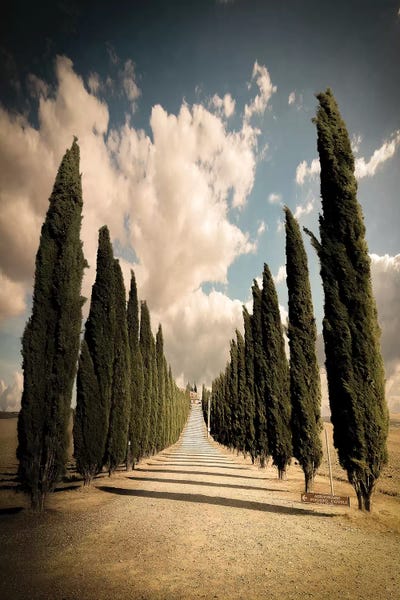 Cypress Trees: Val D'Orcia by Enzo Romano