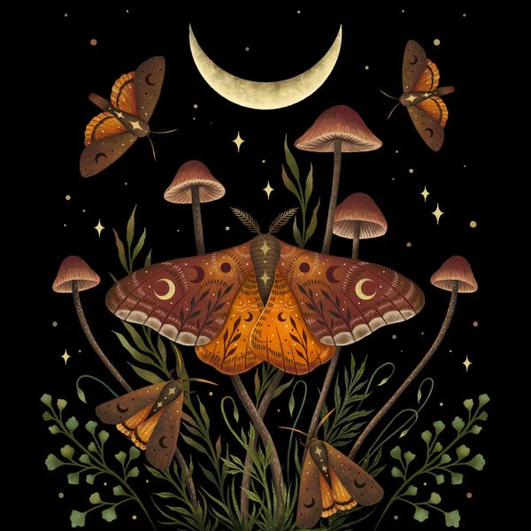 Moths: Autumn Light Underwings by Episodic Drawing