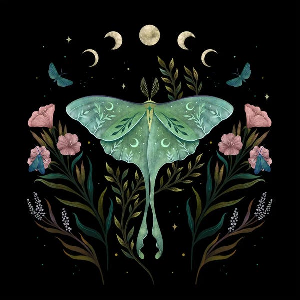 Moths: Luna And Forester by Episodic Drawing