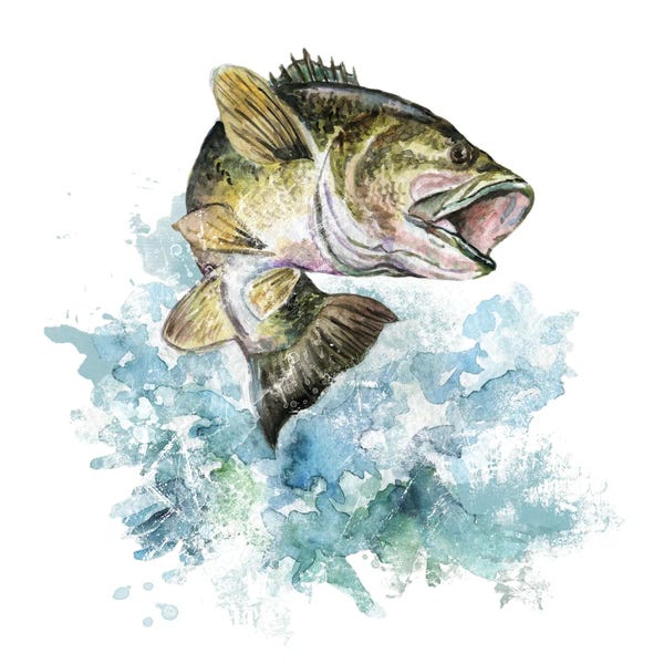 Bass Fishing