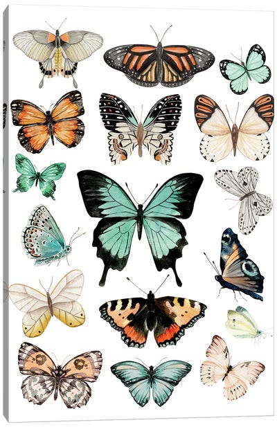 Butterflies Canvas Art Print - Botanical Illustrations