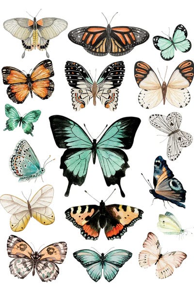 Botanical Illustrations: Butterflies by Ephrazy Graphics