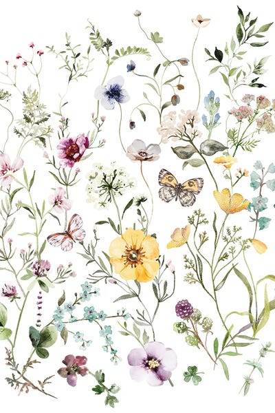 Botanical Illustrations: Wild Flowers by Ephrazy Graphics