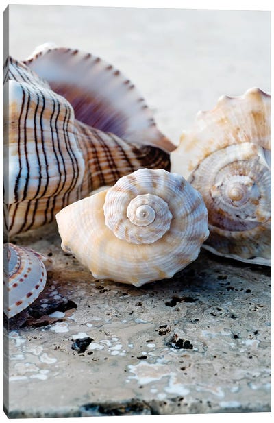 Gifts of the Shore I Canvas Art Print - Sea Shell Art