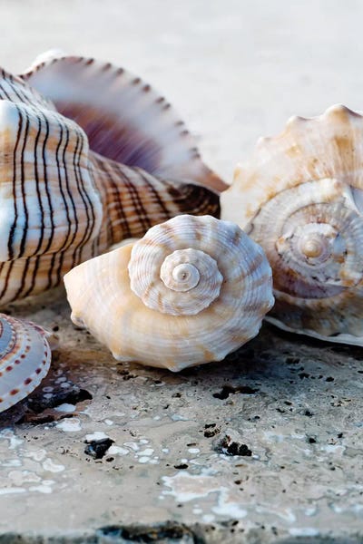 Sea Shells: Gifts of the Shore I by Elena Ray