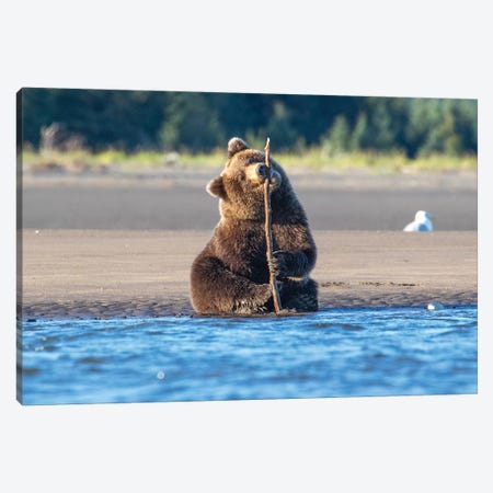 Bear Cub And Stick Canvas Print #ERF11} by Eric Fisher Canvas Artwork