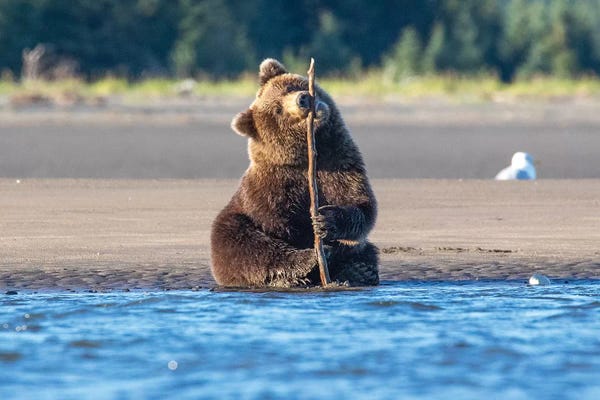 Eric Fisher: Bear Cub And Stick by Eric Fisher