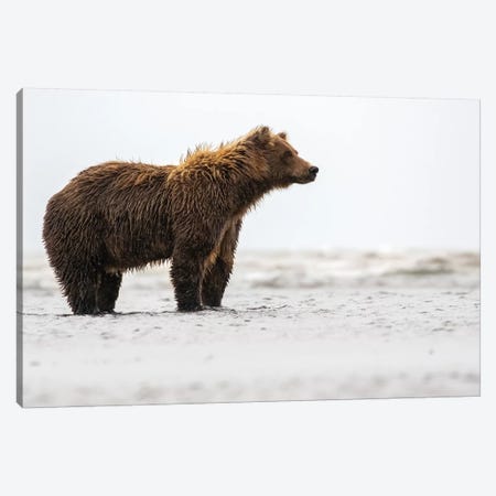 Bear In The Water Canvas Print #ERF12} by Eric Fisher Canvas Art