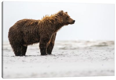 Bear In The Water Canvas Art Print - Eric Fisher