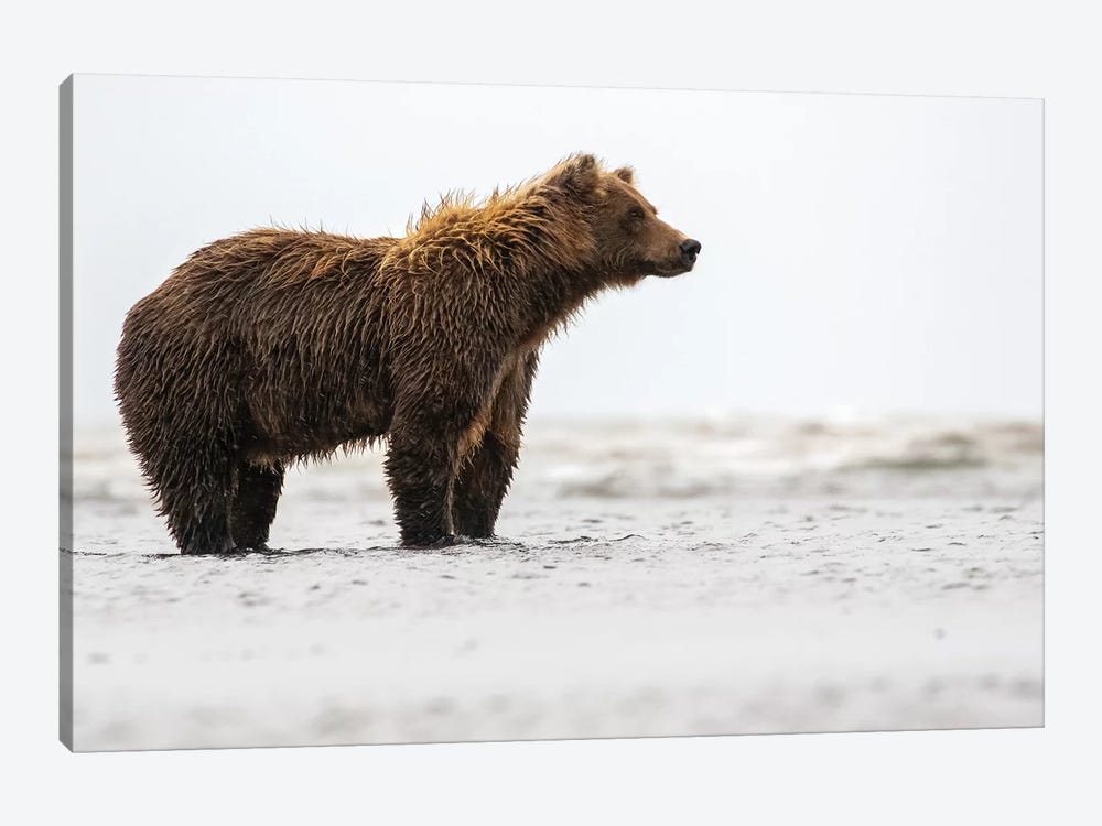 Bear In The Water by Eric Fisher 1-piece Canvas Art Print
