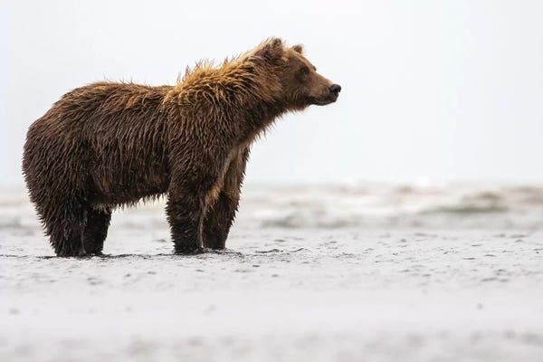 Eric Fisher: Bear In The Water by Eric Fisher