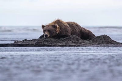 Bear Napping On Beach by Eric Fisher framed wall art