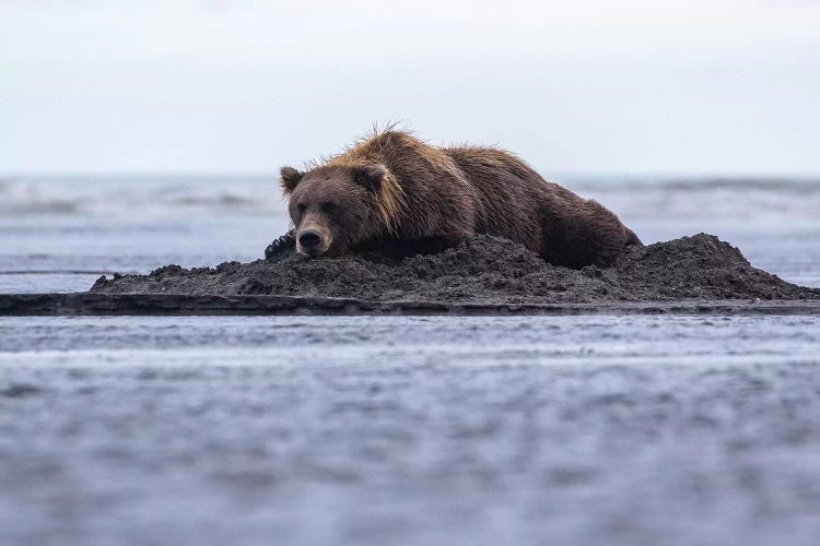 Bear Napping On Beach by Eric Fisher wall art