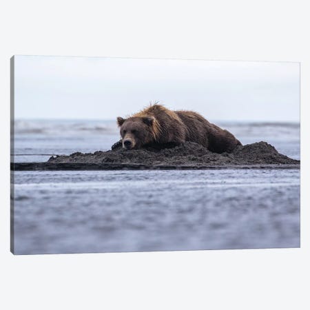 Bear Napping On Beach Canvas Print #ERF13} by Eric Fisher Canvas Wall Art