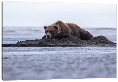 Bear Napping On Beach Canvas Art Print - Eric Fisher