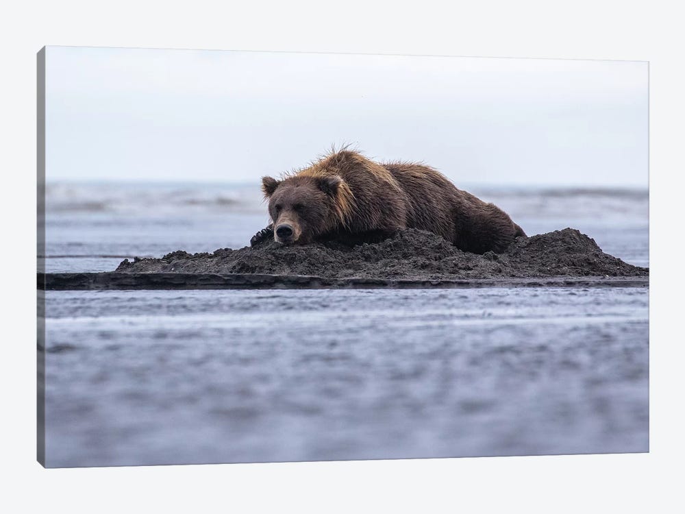 Bear Napping On Beach by Eric Fisher 1-piece Canvas Artwork
