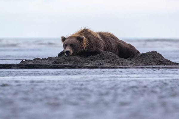 Eric Fisher: Bear Napping On Beach by Eric Fisher