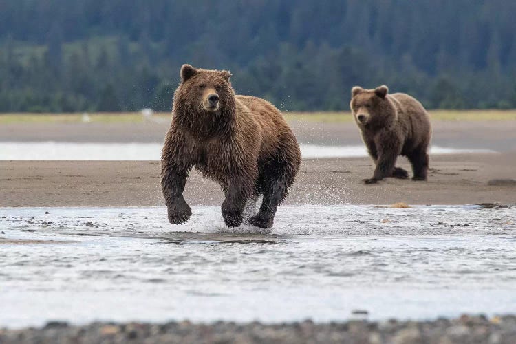 Bear On The Hunt by Eric Fisher wall art