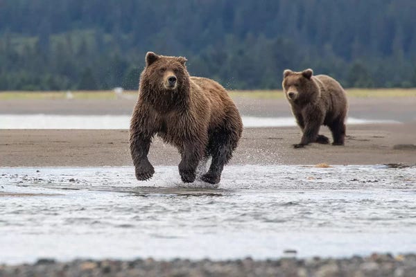 Eric Fisher: Bear On The Hunt by Eric Fisher