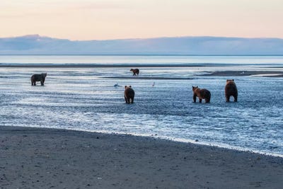 Bears Fishing by Eric Fisher canvas print