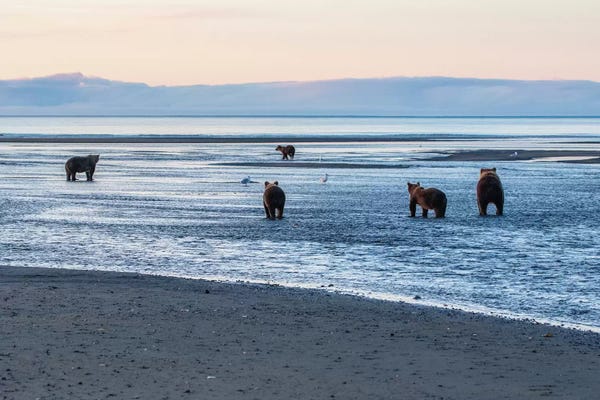Eric Fisher: Bears Fishing by Eric Fisher