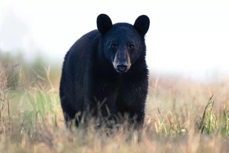 Black Bear Cub by Eric Fisher wall art