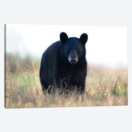 Black Bear Cub Canvas Print #ERF16} by Eric Fisher Art Print