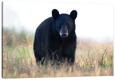 Black Bear Cub Canvas Art Print - Eric Fisher
