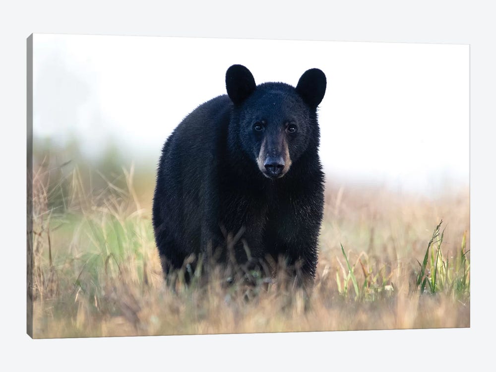 Black Bear Cub by Eric Fisher 1-piece Art Print