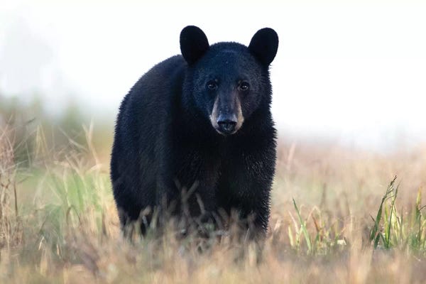 Eric Fisher: Black Bear Cub by Eric Fisher