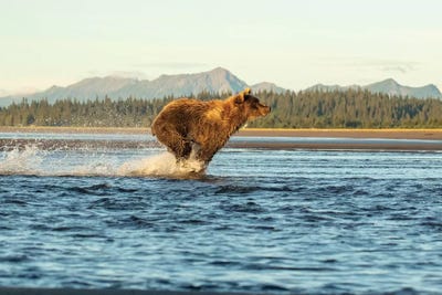 Alaska Bear Running by Eric Fisher canvas print