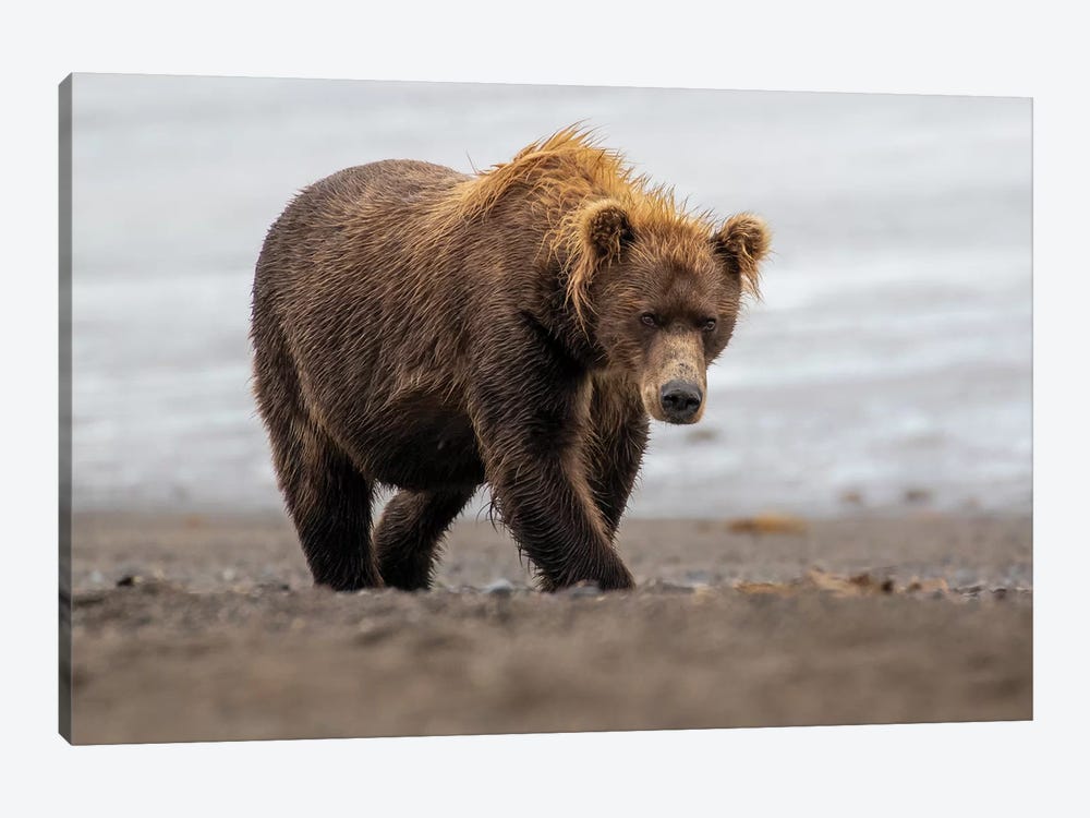 Brown Bear Walk by Eric Fisher 1-piece Canvas Art