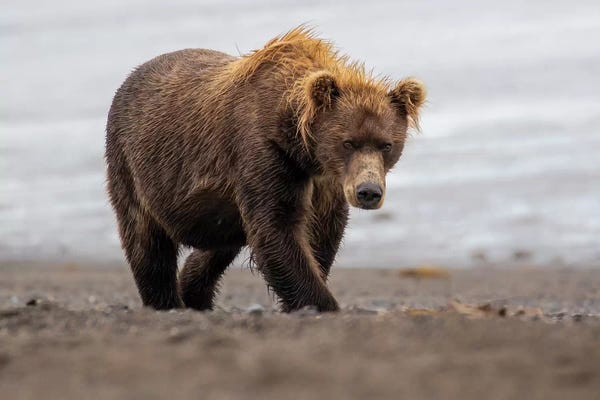 Eric Fisher: Brown Bear Walk by Eric Fisher