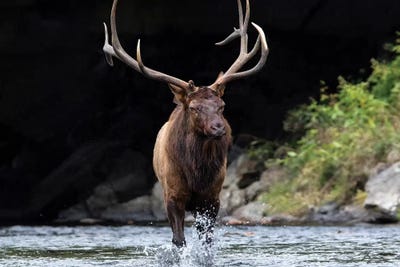 Bull Elk In The Water by Eric Fisher framed wall art