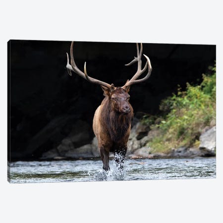 Bull Elk In The Water Canvas Print #ERF21} by Eric Fisher Canvas Print