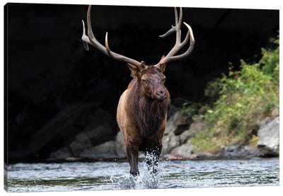 Bull Elk In The Water Canvas Art Print - Eric Fisher