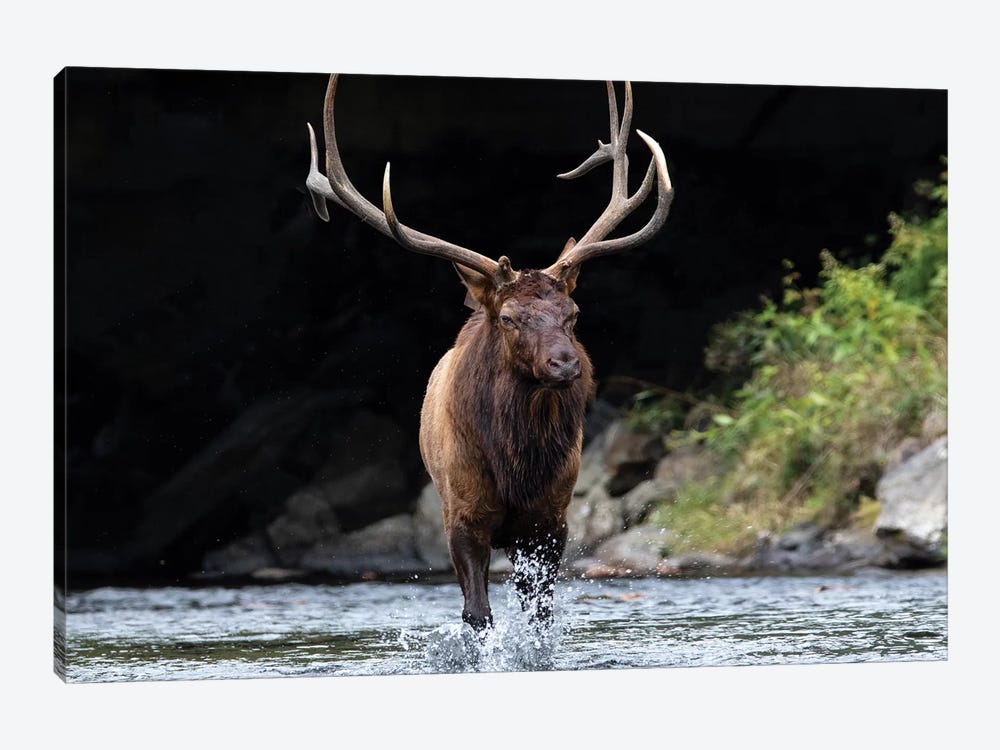 Bull Elk In The Water by Eric Fisher 1-piece Canvas Print