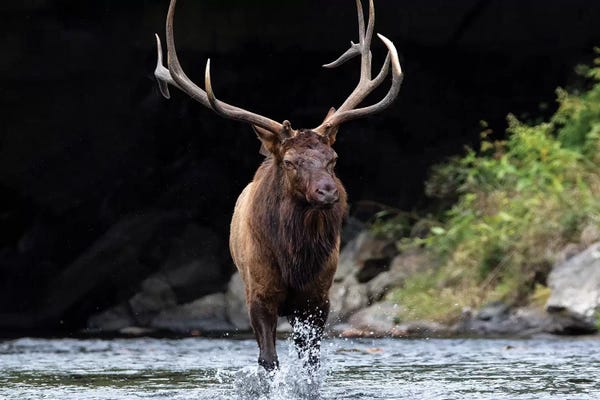 Bull Elk In The Water